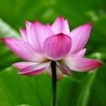 Saddam  Multimedia Profile Picture