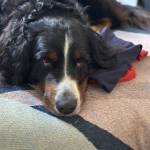 Niharika  Seth Profile Picture